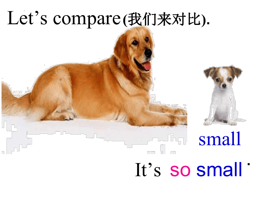 Unit8 Do you have a dog？period 2 课件(共11张PPT)
