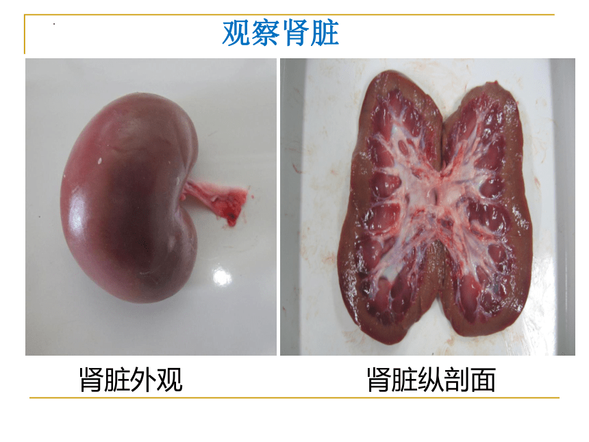 2021--2022学年北师大版生物七年级下册 11.2尿的形成与排出  课件（共35张PPT）