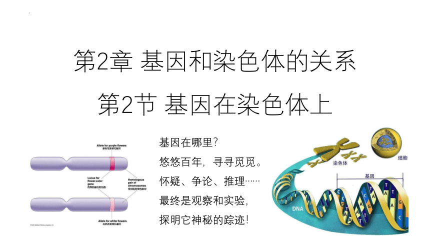 2021-2022学年高一下学期生物人教版必修2  2.2基因在染色体上课件（48张ppt）