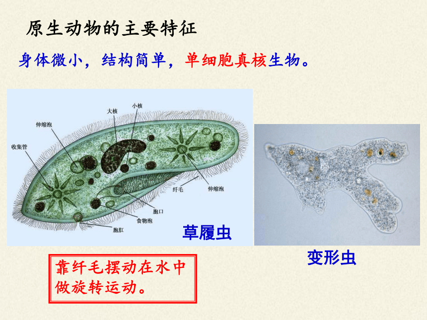 北师大版生物八年级下册 7.22.2 原生生物的主要类群 课件(共25张PPT)