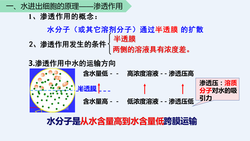 2021—2022学年 高一上学期 人教版（2019）必修1    4.1 被动运输   课件（33张）