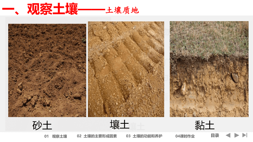 5.2土壤（共50张ppt）