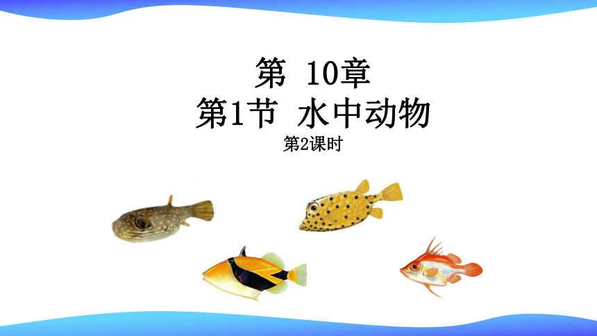 10.1 水中的动物物第2课时（课件）七年级生物下册（苏科版）（共45张PPT）