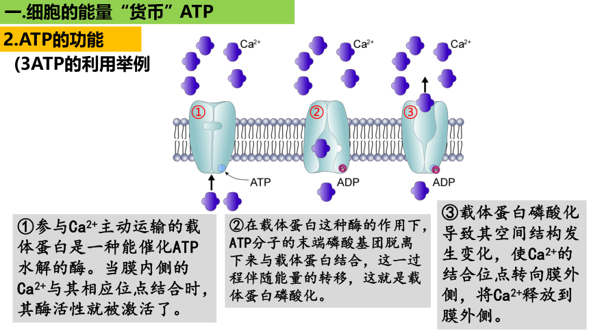 新人教必修1专题复习课件：14 细胞的能量“货币”ATP(共26张PPT)
