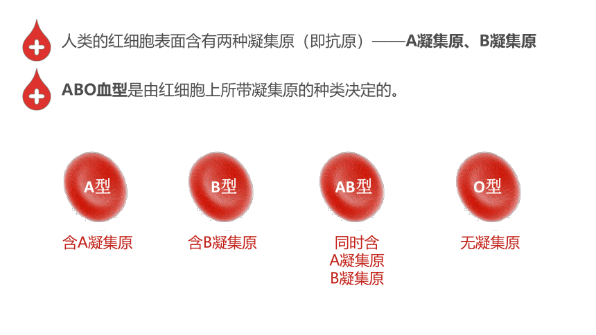 4.4.4输血与血型课件(共21张PPT)