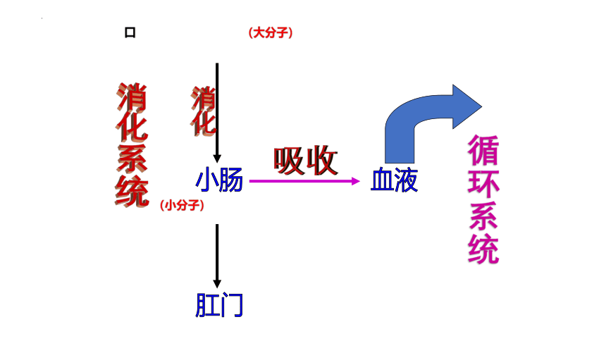 北师大版生物七年级下册 9.1.血液 （第1课时）课件(共24张PPT)