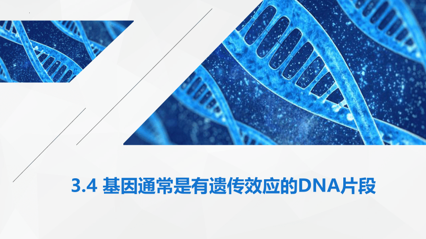 3.4基因通常是有遗传效应的DNA片段(共26张PPT)课件-人教版必修二