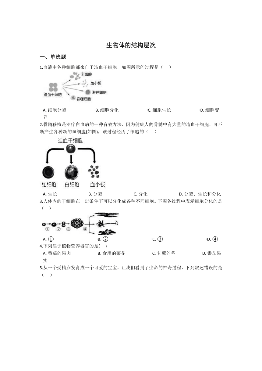 2.3生物体的结构层次 同步练习（含解析）