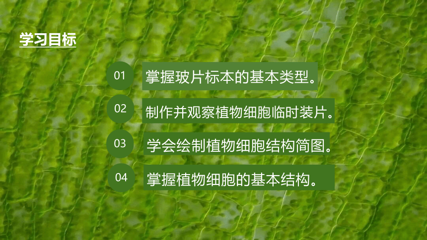 人教版生物七年级上册  2.1.2 植物细胞 2022--2023学年课件 (共32张PPT)