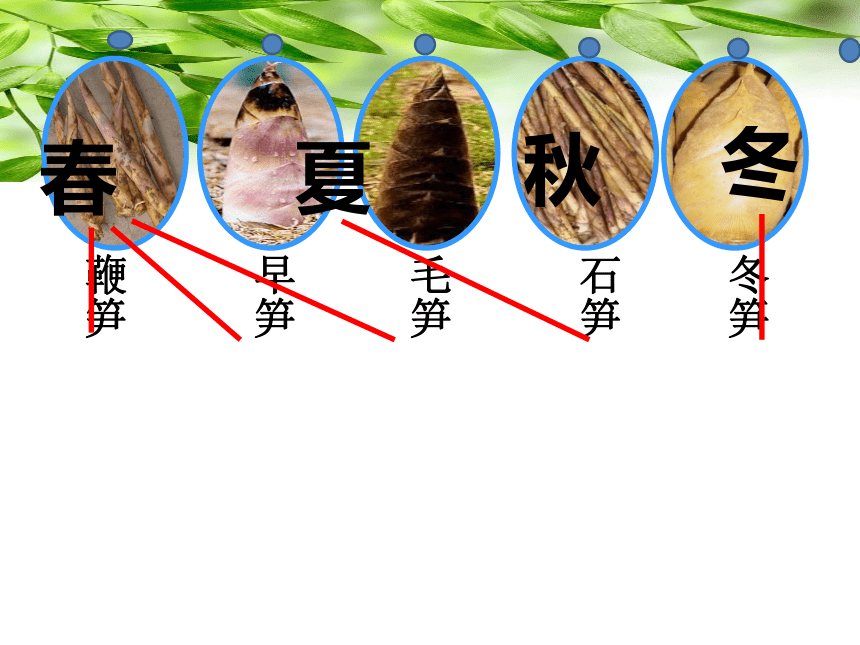 舌尖上的安吉——笋 （课件） 综合实践活动五年级上册 全国通用