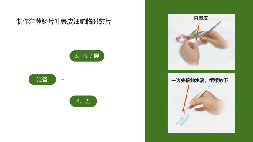 第二节 植物细胞 课件（22张PPT）