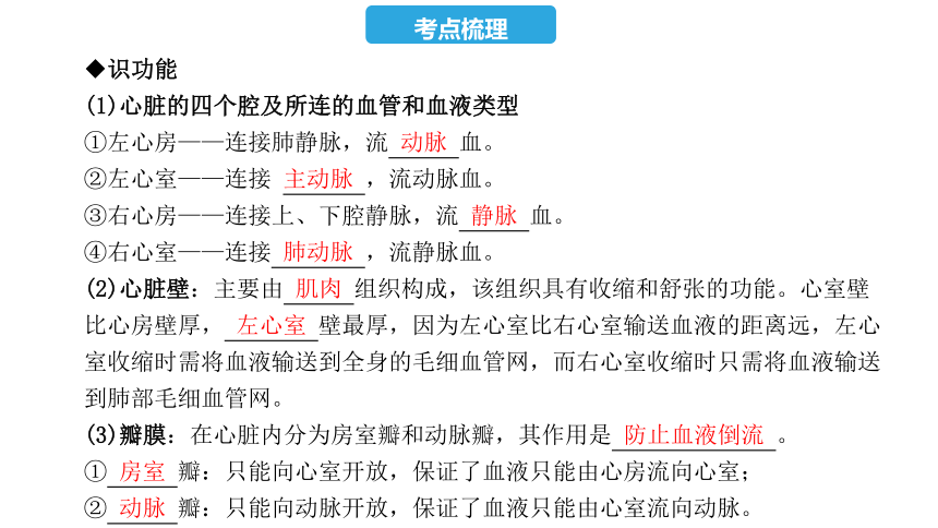 第四单元  第四章  人体内物质的运输-2023年中考生物复习课件（人教版）(共36张PPT)