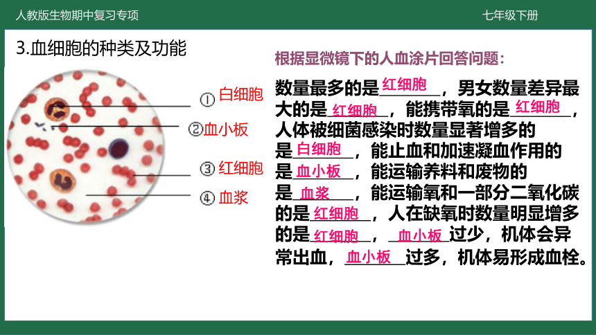 第四章 人体内物质的运输-七年级生物下学期期中考点大串讲（人教版）(共40张PPT)