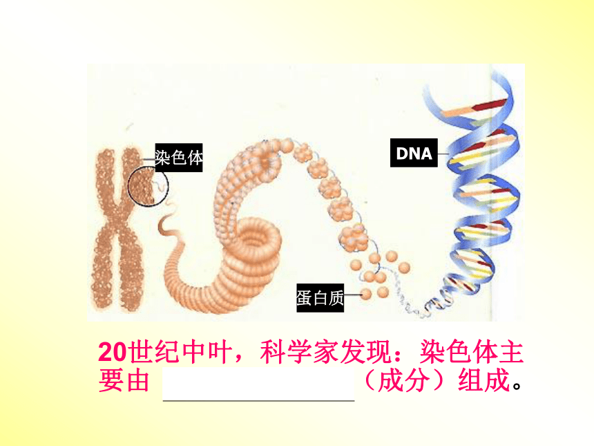 人教版高中生物必修二3.1.DNA是主要的遗传物质 课件（52张ppt）