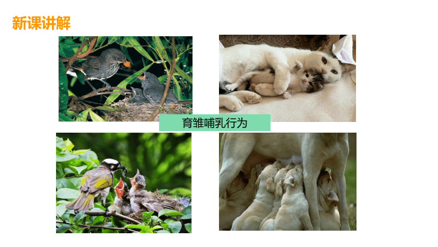 3.4动物的行为(课件 38张PPT)