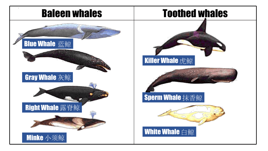 人教版（新课程标准）选修7Unit 3 Under the sea Reading课件(共50张PPT)