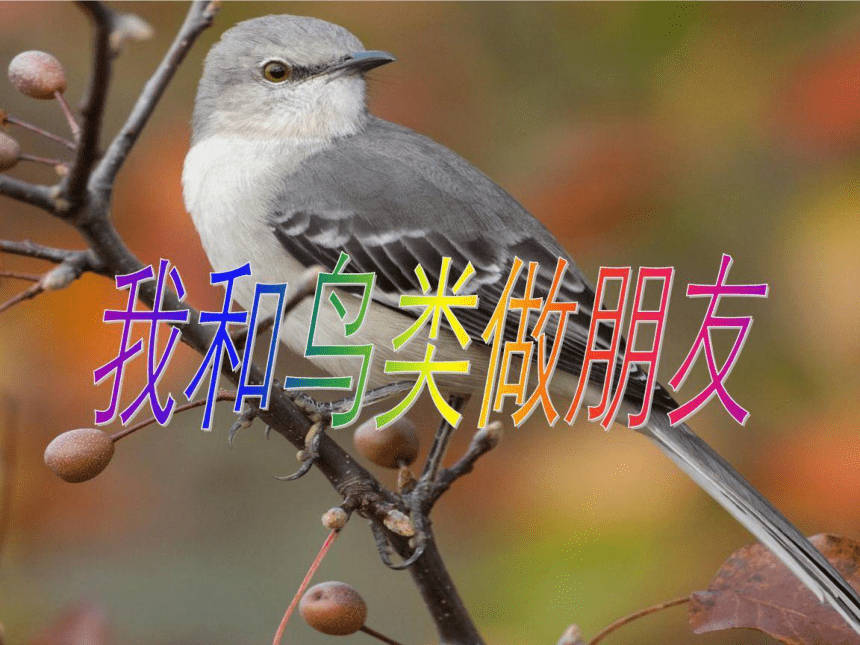 人美版（北京）  一年级下册美术课件 第10课 鸟是人类的朋友 （57张PPT）