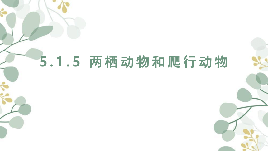 5.1.5两栖动物和爬行动物课件(共21张PPT)2022--2023学年人教版生物八年级上册