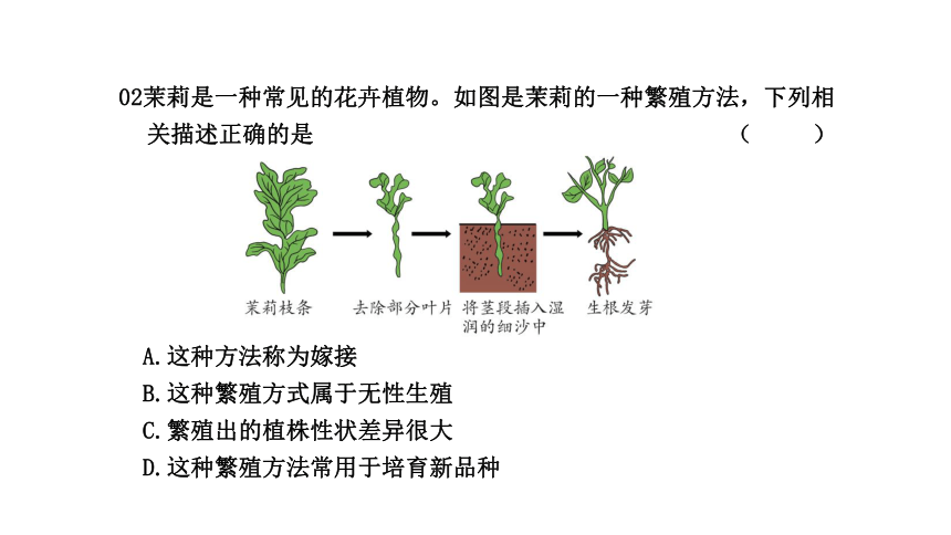 第7节  植物的无性生殖 课件(共23张PPT)