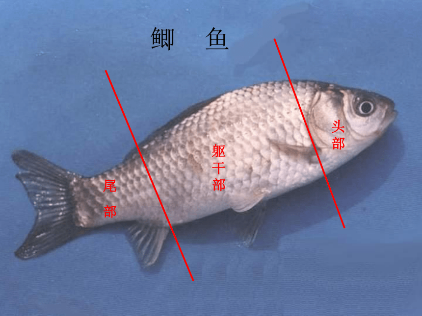 冀教版生物七年级上册 1.4.6 鱼类_(1)课件(共23张PPT)
