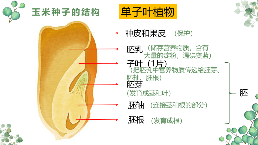 3.1.2种子植物  课件(共36张PPT)2022-2023学年人教版生物七年级上册