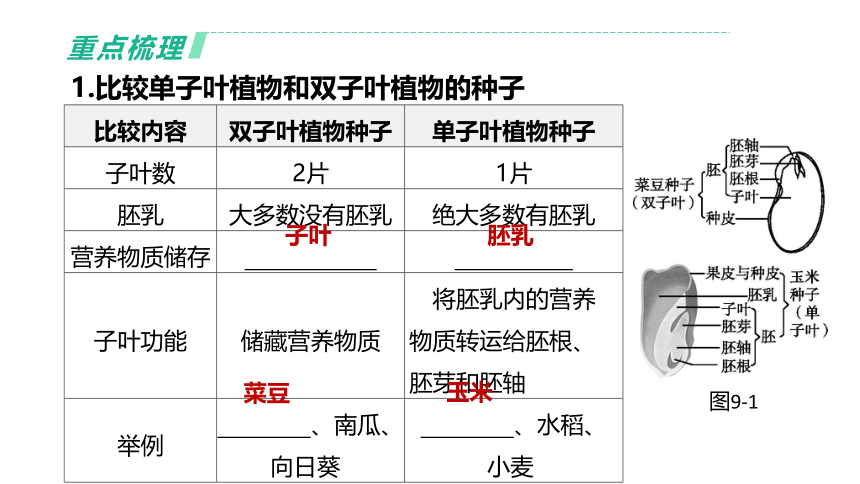 2022年浙江省中考科学一轮复习 第09课时　生物的生殖和发育（课件 37张PPT）