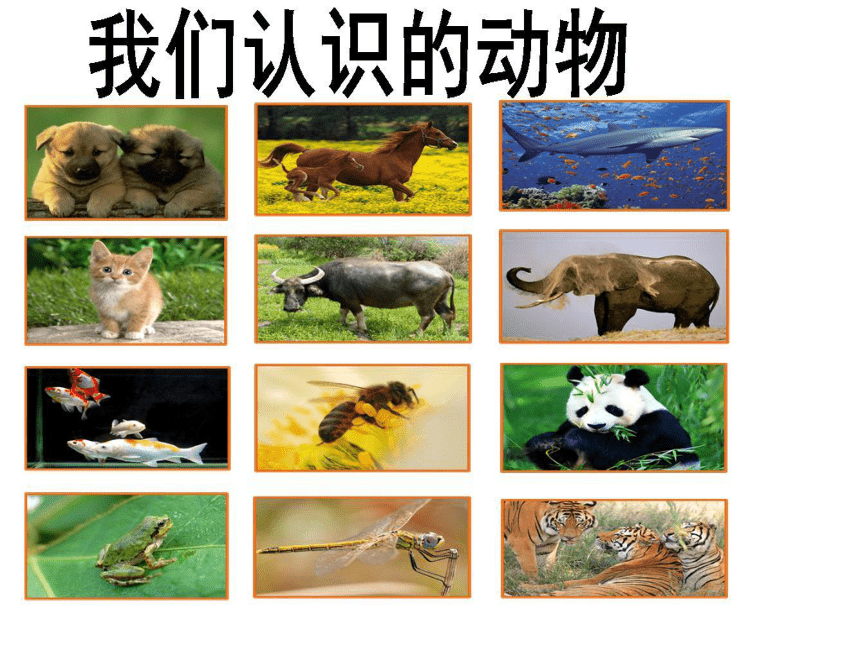 教科版（2001）六年级上册 4.4种类繁多的动物  （课件14ppt）