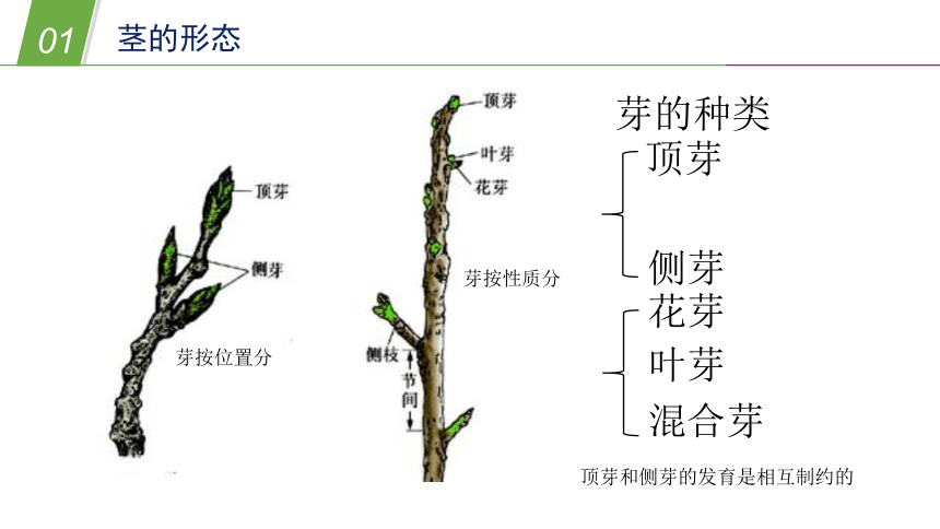 华师大版科学八年级上册 4.1绿色开花植物的营养器官（2茎）（课件 28张PPT）