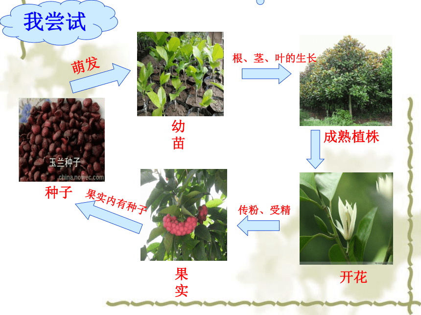 2022-2023学年北师大版生物学七年级上册 3.6.1.种子萌发形成幼苗  课件 (共46张PPT)