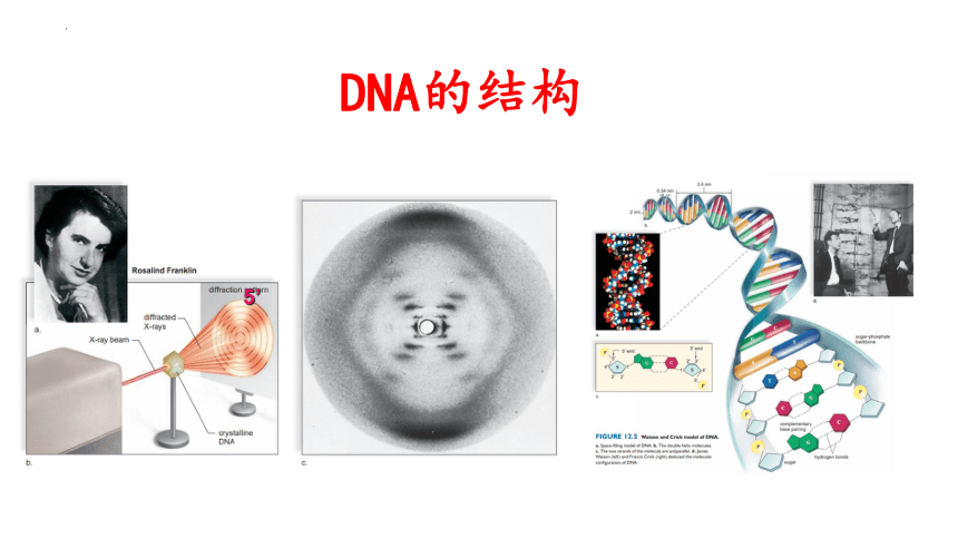 3.2 DNA的结构课件(共19张PPT)-2023-2024学年高一下学期生物人教版（2019）必修2