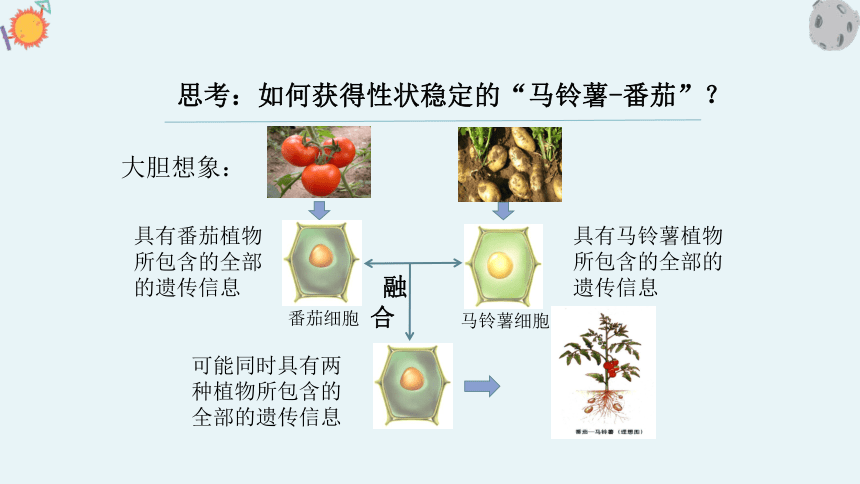 第二节 通过体细胞杂交可获得新的植物体 课件（共28张PPT）