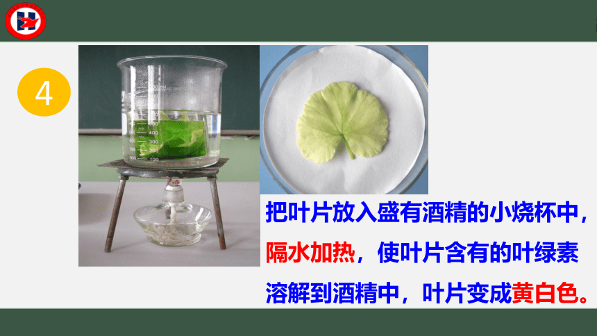 第三单元第四章绿色植物是生物圈中有机物的制造者课件(共36张PPT)2021-2022学年人教版七年级生物上册