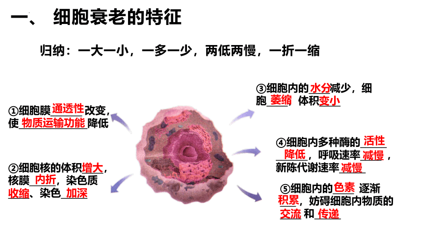 生物人教版2019必修1 6.3 细胞的衰老和死亡课件（共27张ppt）