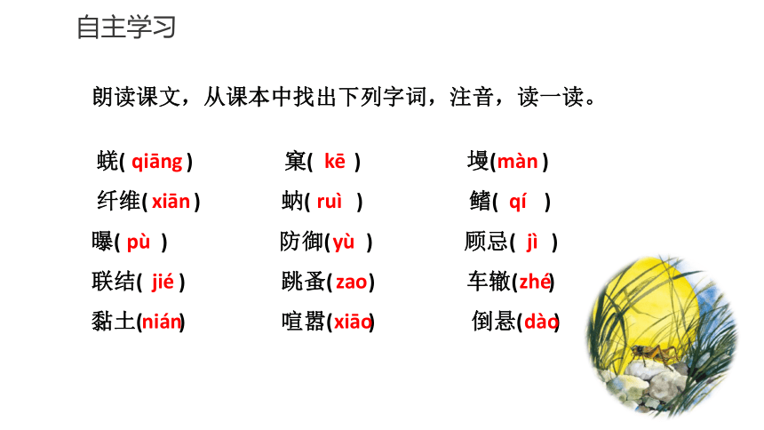 2021-2022学年部编版语文八年级上册第21课《蝉》课件（共24张PPT）