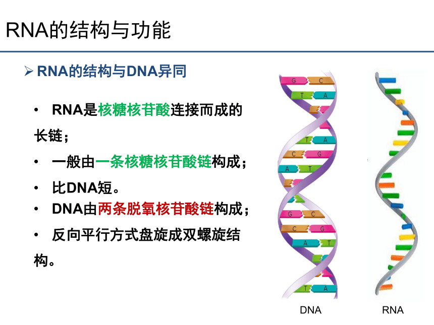 生物人教版（2019）必修2 4.1基因指导蛋白质的合成（共75张ppt）