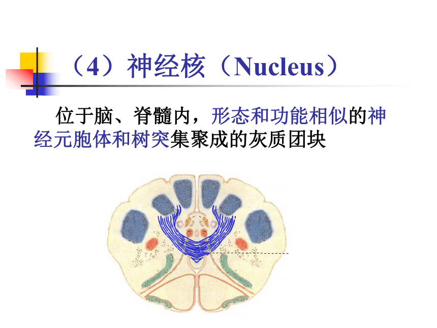 11.神经系统-1  课件(共30张PPT) - 《畜禽解剖生理学》同步教学（高教版）