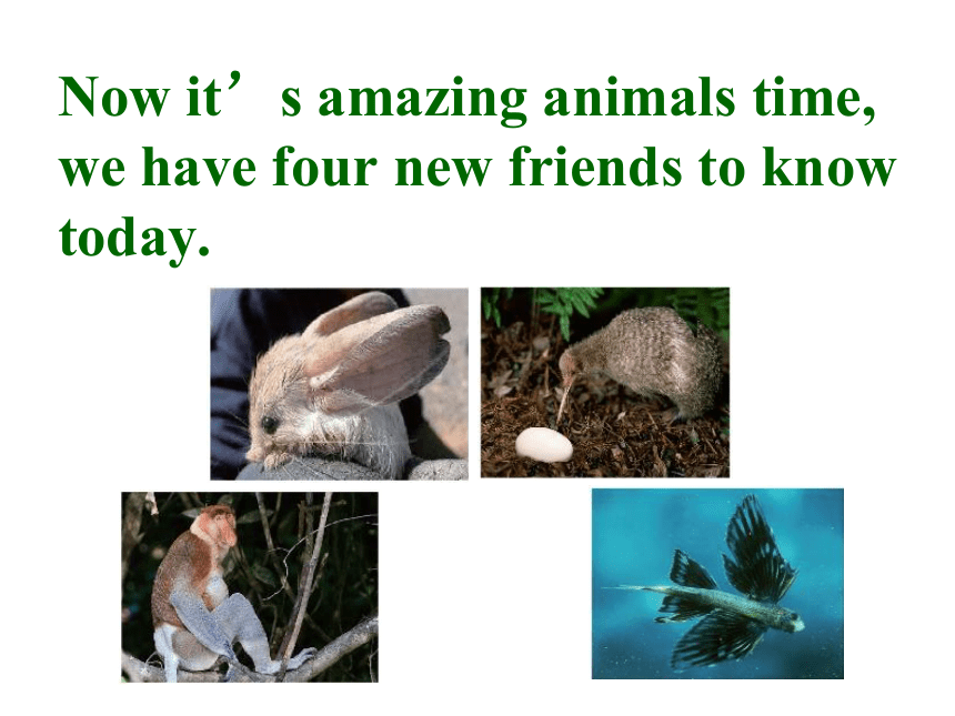 冀教版八年级下册Unit 3 Animals Are Our Friends Lesson 14 Amazing Animals课件(共29张PPT)