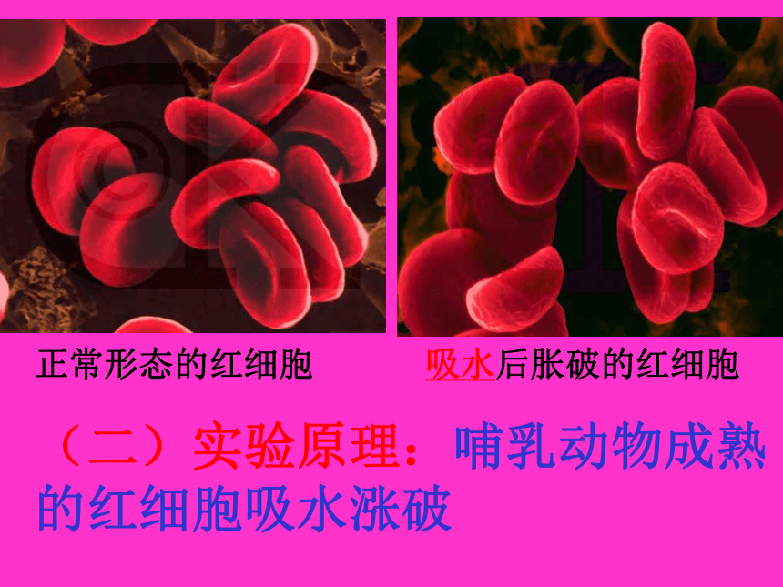 人教版生物高中必修1--3.1：细胞膜――系统的边界(24张PPT)