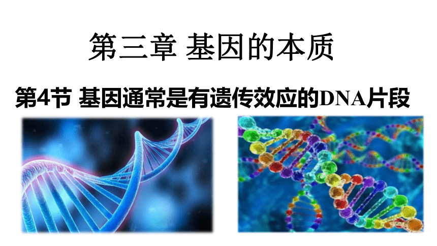 生物人教版（2019）必修2 3.4基因通常是有遗传效应的DNA片段（课件共18张ppt）