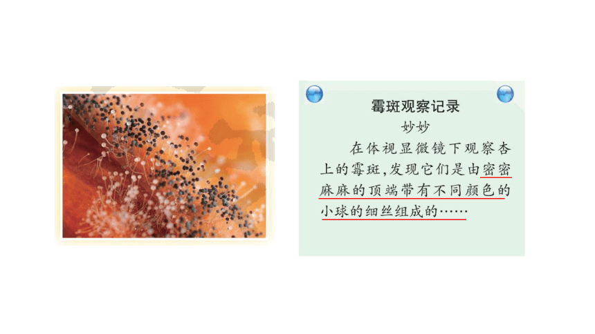 1.3 发霉的馒头（含练习）课件