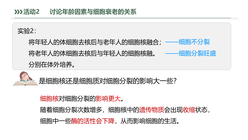 6.3细胞的衰老和死亡（共30张ppt）高中生物人教版（2019）必修1