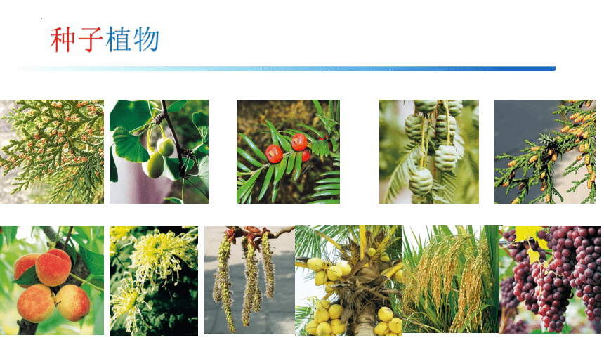 3.1.2种子植物课件(共23张PPT)2022-2023学年七年级人教版生物上册