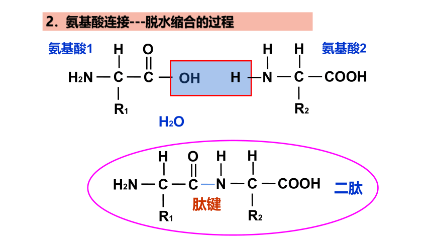 【备考2022一轮复习】&1.2蛋白质的结构和功能（共38张PPT）