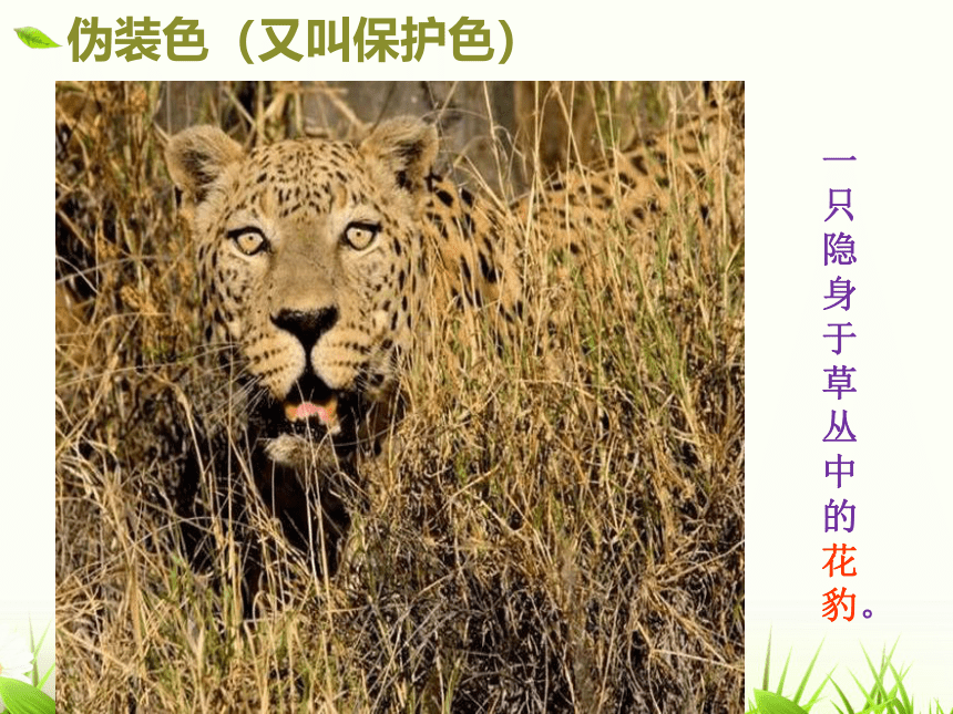 动物的保护色 课件(共26张PPT)