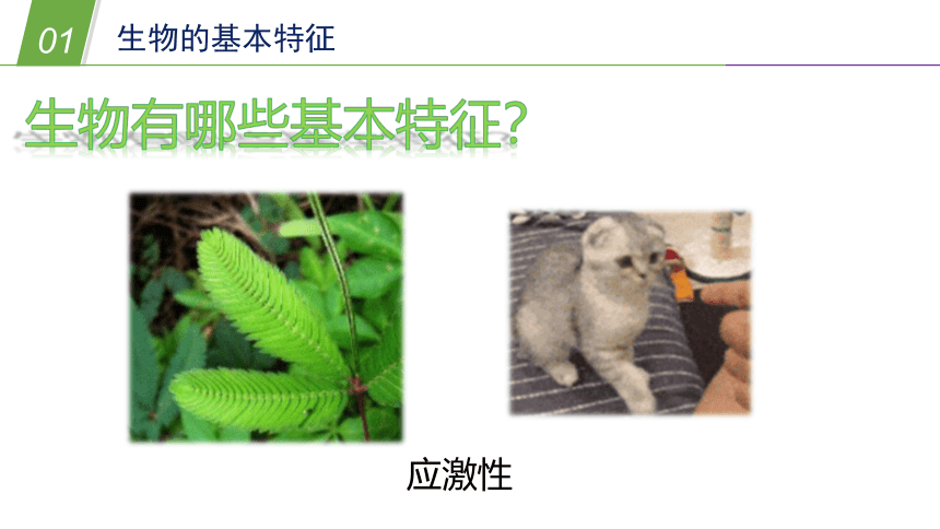 生物的基本特征（课件 25PPT）