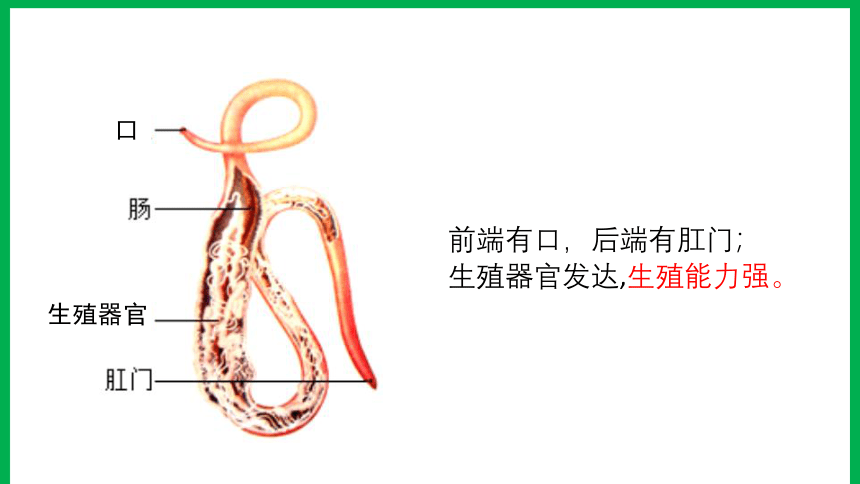 2021--2022学年人教版生物八年级上册5.1.2线形动物和环节动物课件(共28张PPT)