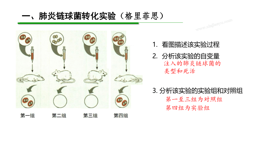 1.1 DNA是主要遗传物质的探索(共24张PPT) 高中生物 北师大版 必修二