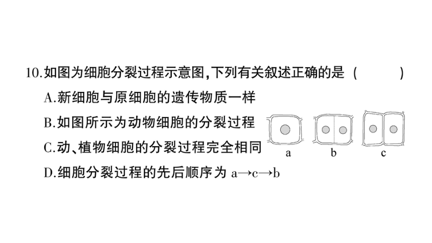 湖南吉首市第二初级中学2022-2023学年七年级生物上册期末综合检测卷课件（41张PPTt)