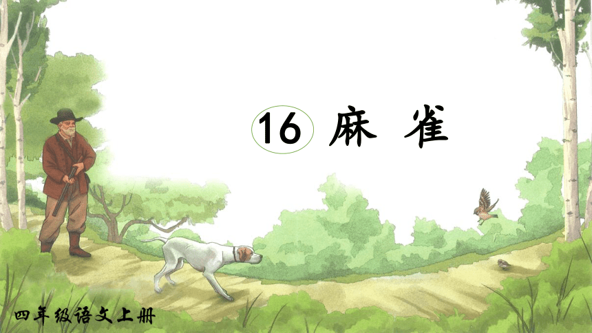 16麻雀   课件(共37张PPT)