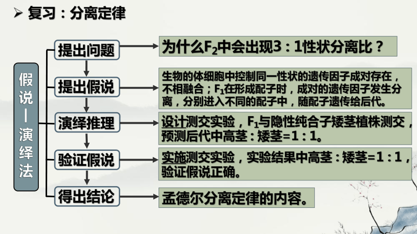 1.2孟德尔的豌豆杂交实验（二）课件-(共43张PPT)人教版必修2